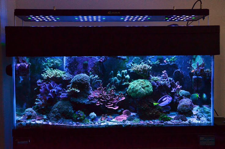 led light for 75 gallon fish tank